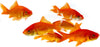 Sarasa Comet Goldfish 4.5"