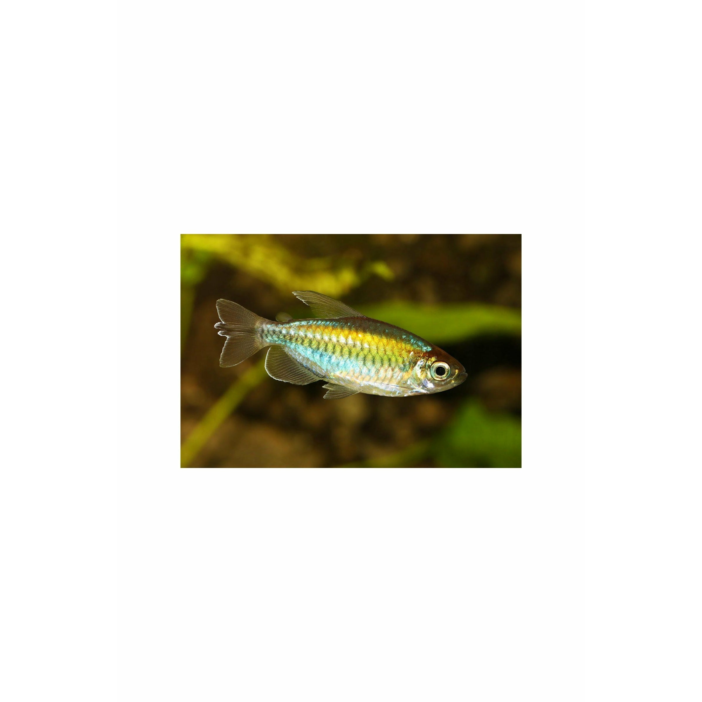 Congo Tetra 4cm