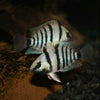 Cutter's Blue Eye Cichlid 1.5"