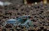 Dwarf Blue Crayfish