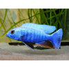 Electric Blue Cichlid 2" (Import)