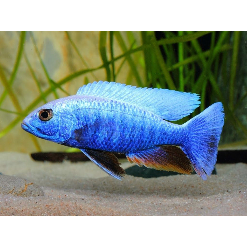 Electric Blue Cichlid 2" (Import)