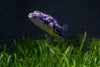 Fahaka Puffer 1inch **Rare**