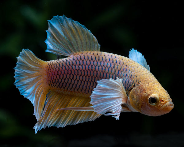 Elephant ear sale bettas