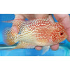 Albino Goldbase Flowerhorn  4.5"