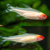 Golden Rummynose Tetra