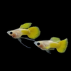 Gold Glass Belly Guppy (Pair)