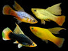 Mix Hi-Fin Platy