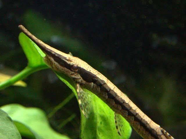 Long Nose Whiptail 5"