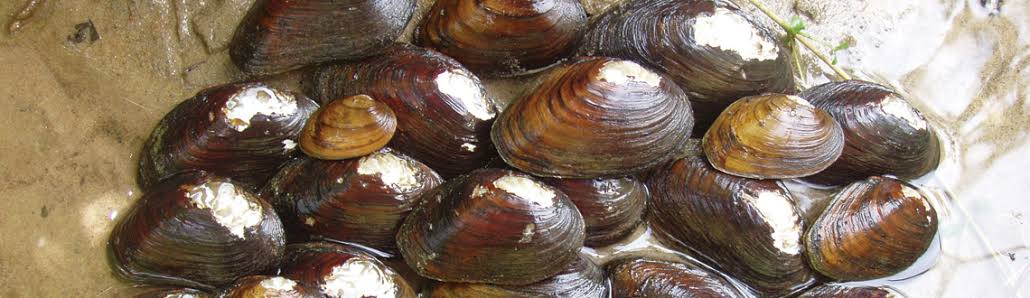 Freshwater Clams