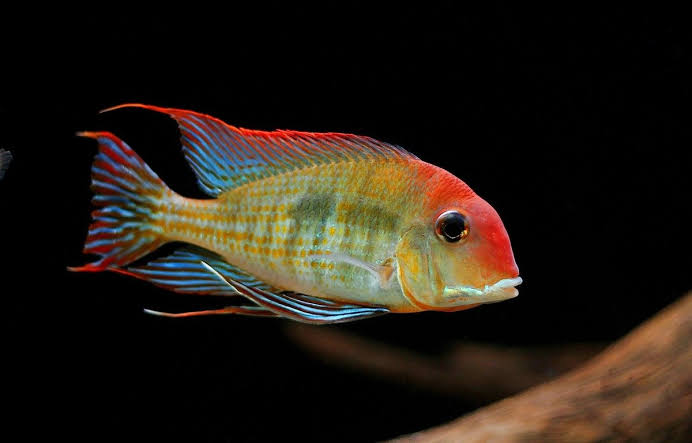 Geophagus Tapajos Red Head 2-2.5inch