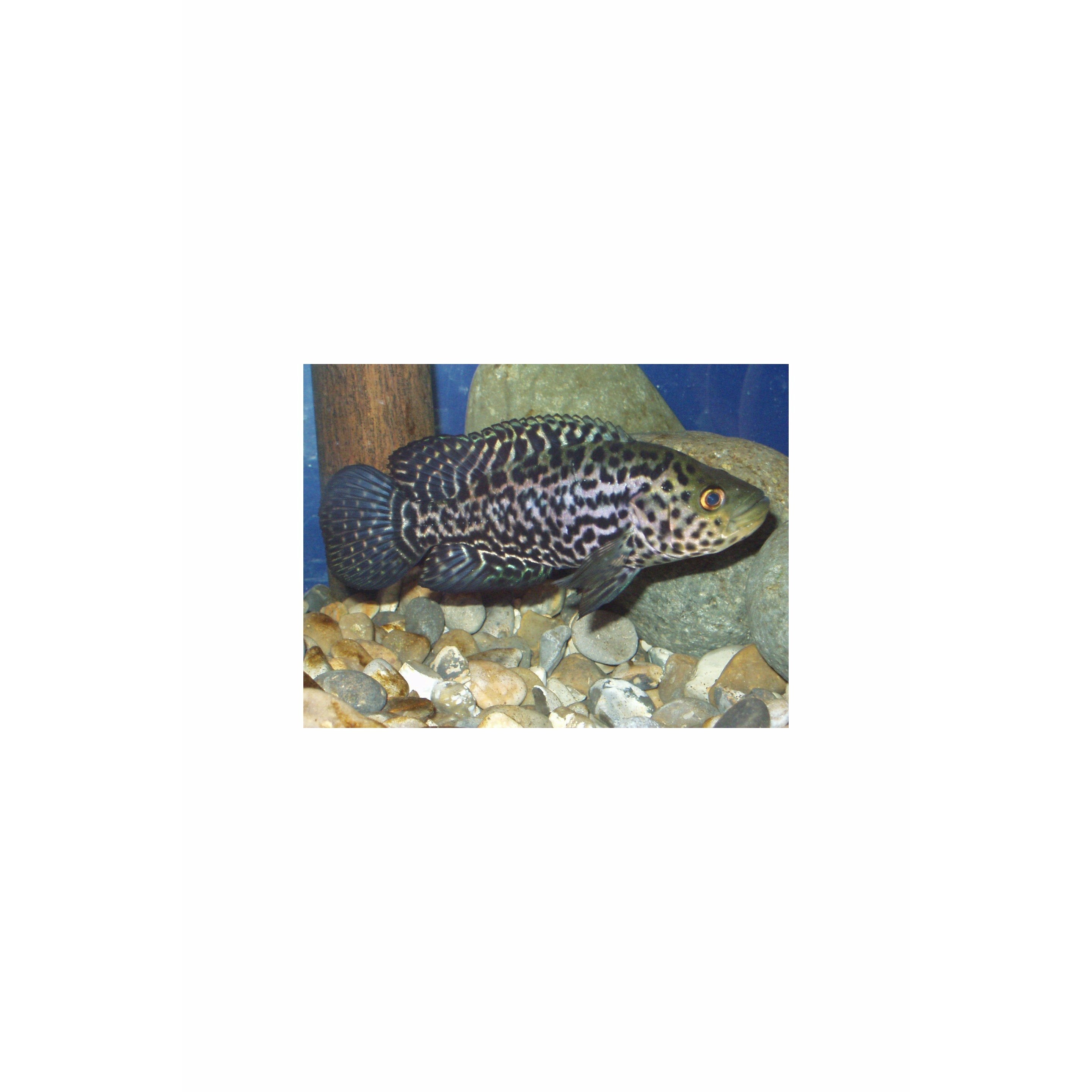 Jaguar Cichlid 5" / Parachromis managuensis