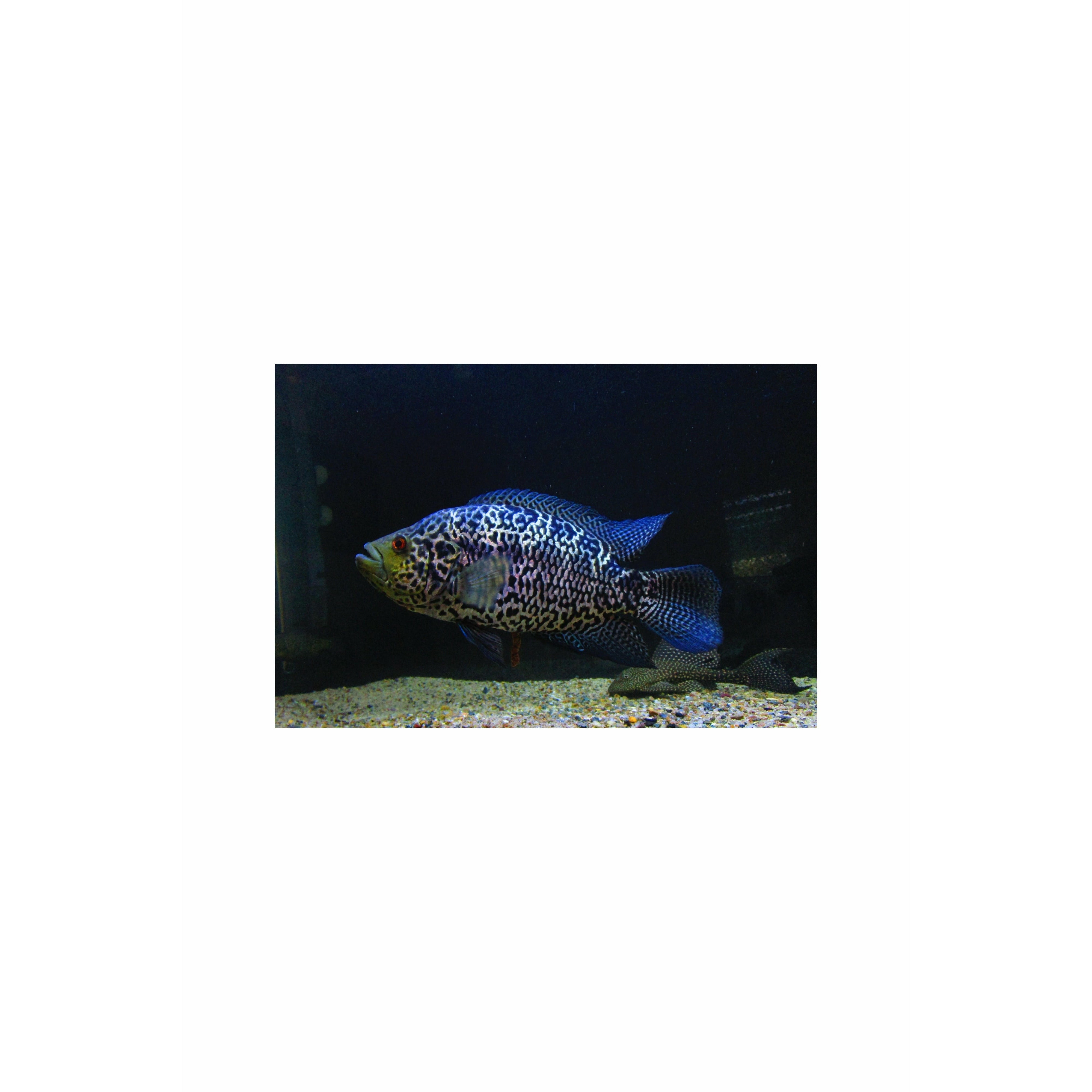 Jaguar Cichlid 5" / Parachromis managuensis