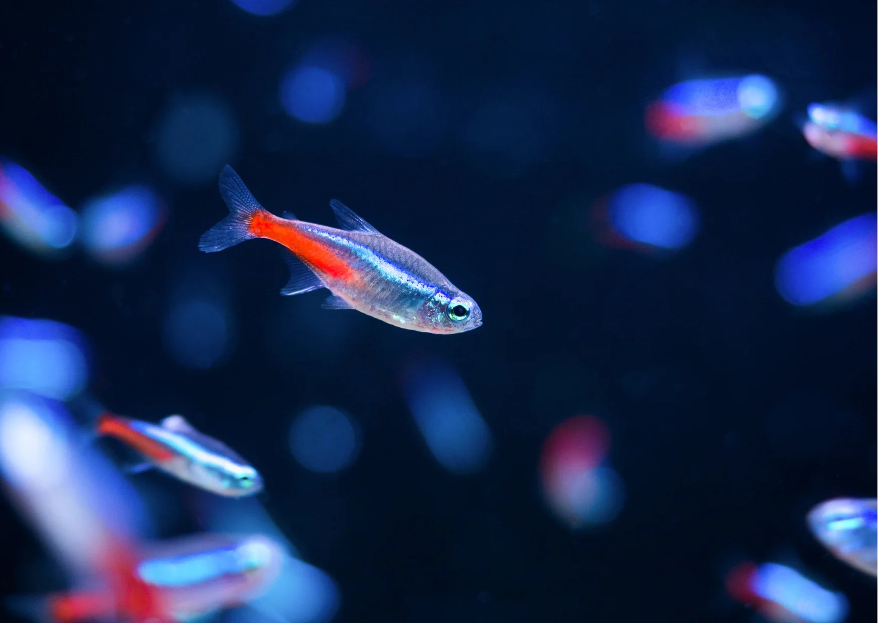 Neon Tetra (Pair)