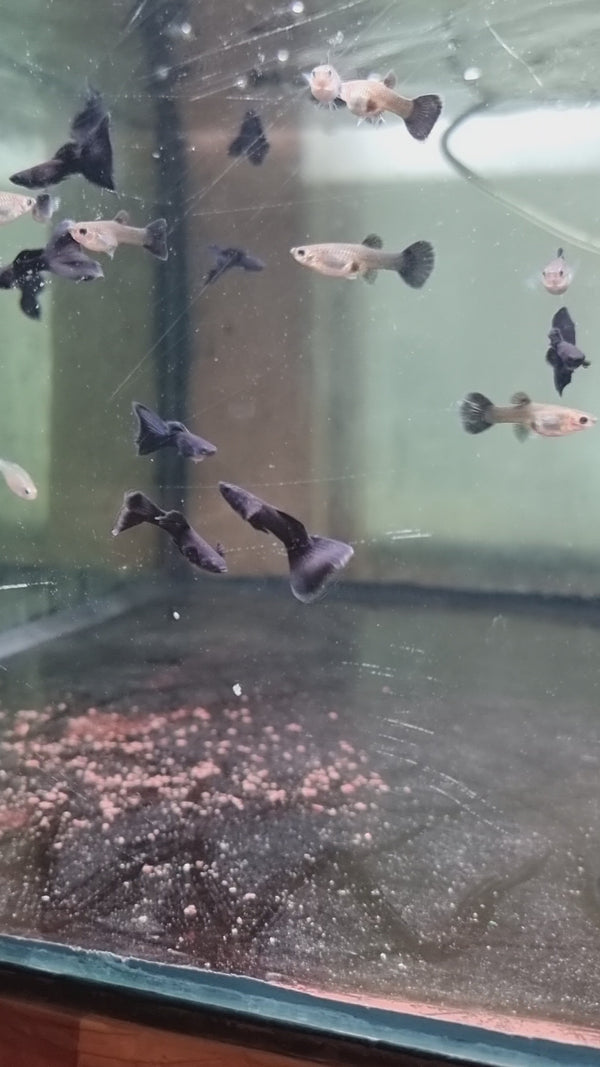 Full Black Moscow Guppy (Pair)