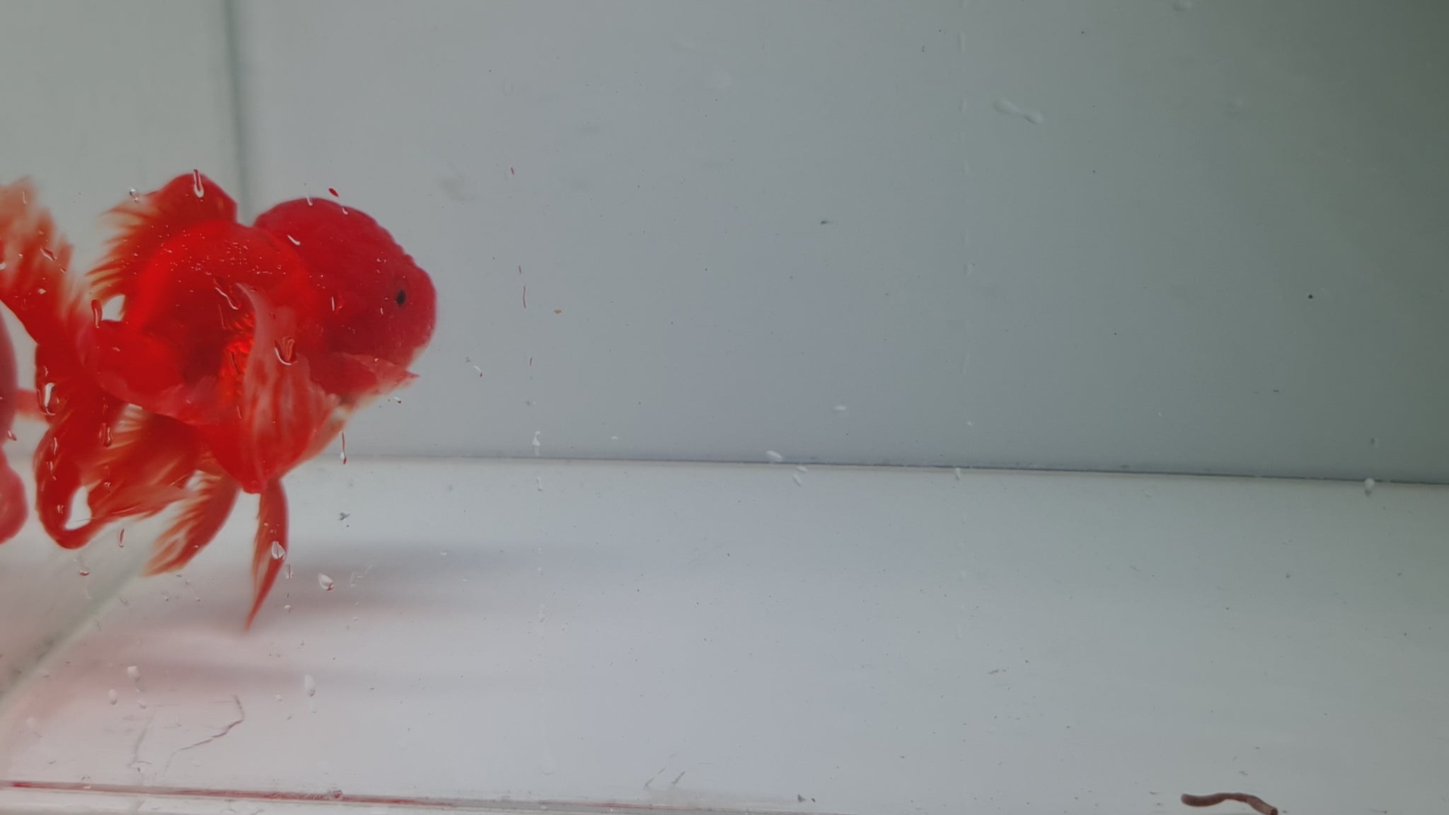 Red Oranda Fantail XL – Best4Pets