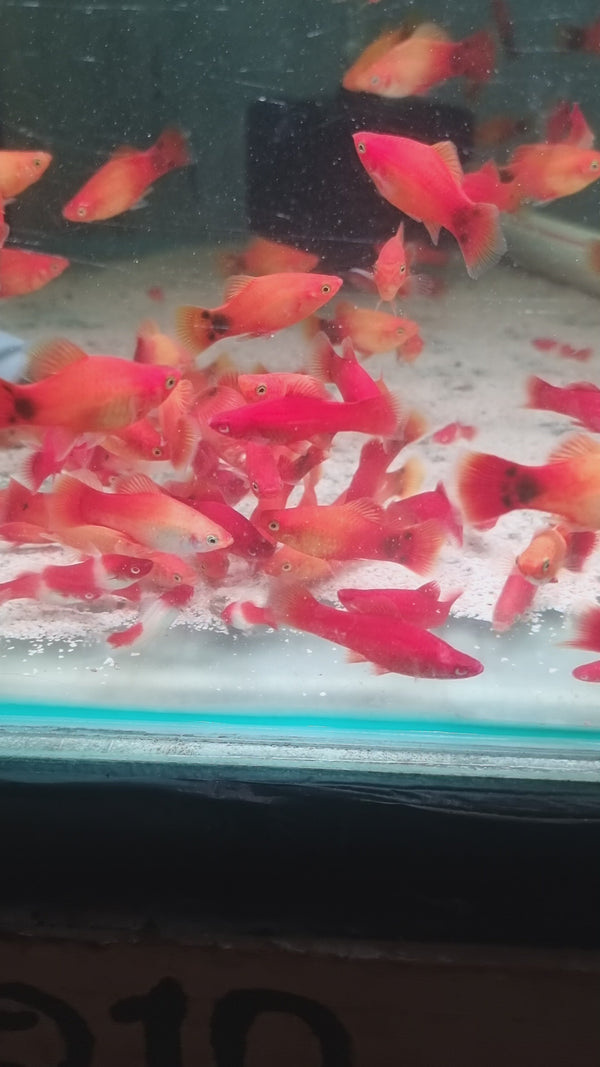 Mickey Mouse Platy Mix Colours Big (Pair)