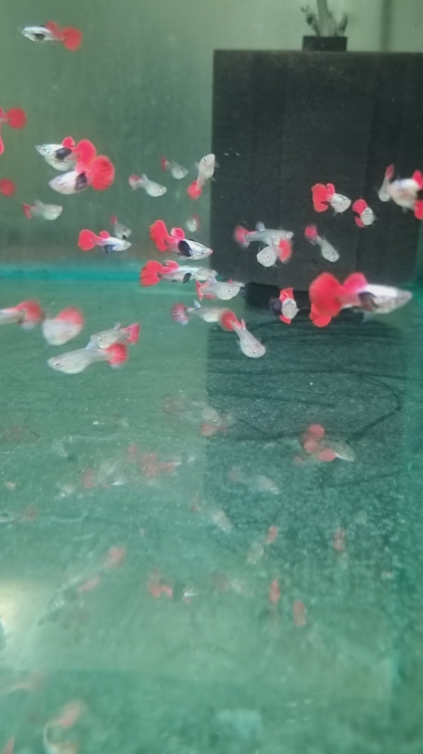 Red Tail Dumbo Ear Guppy Pair