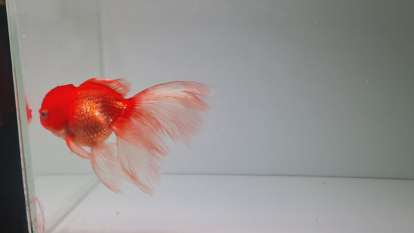 Red Oranda Fantail XXL