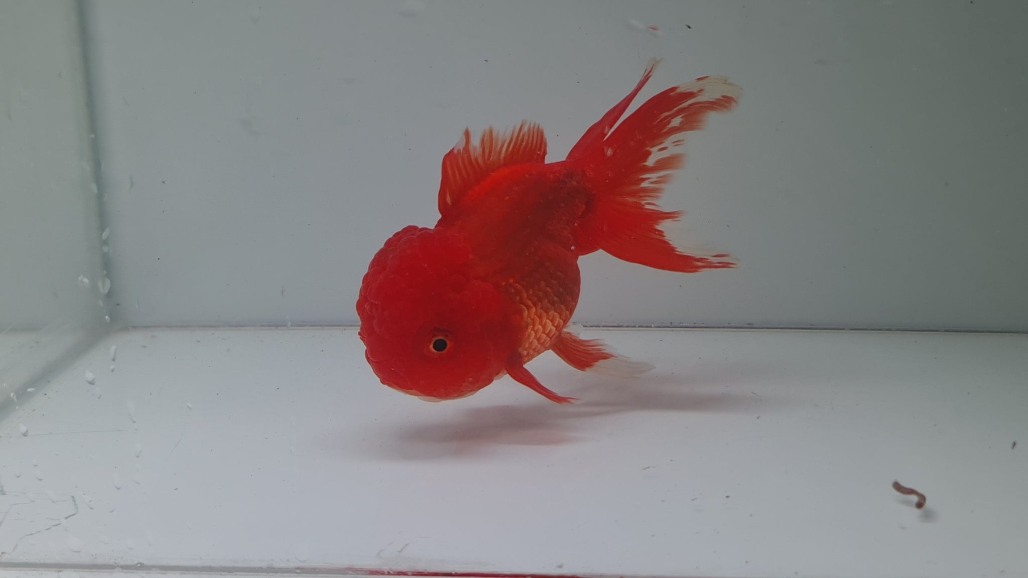 Red Oranda Fantail XL – Best4Pets