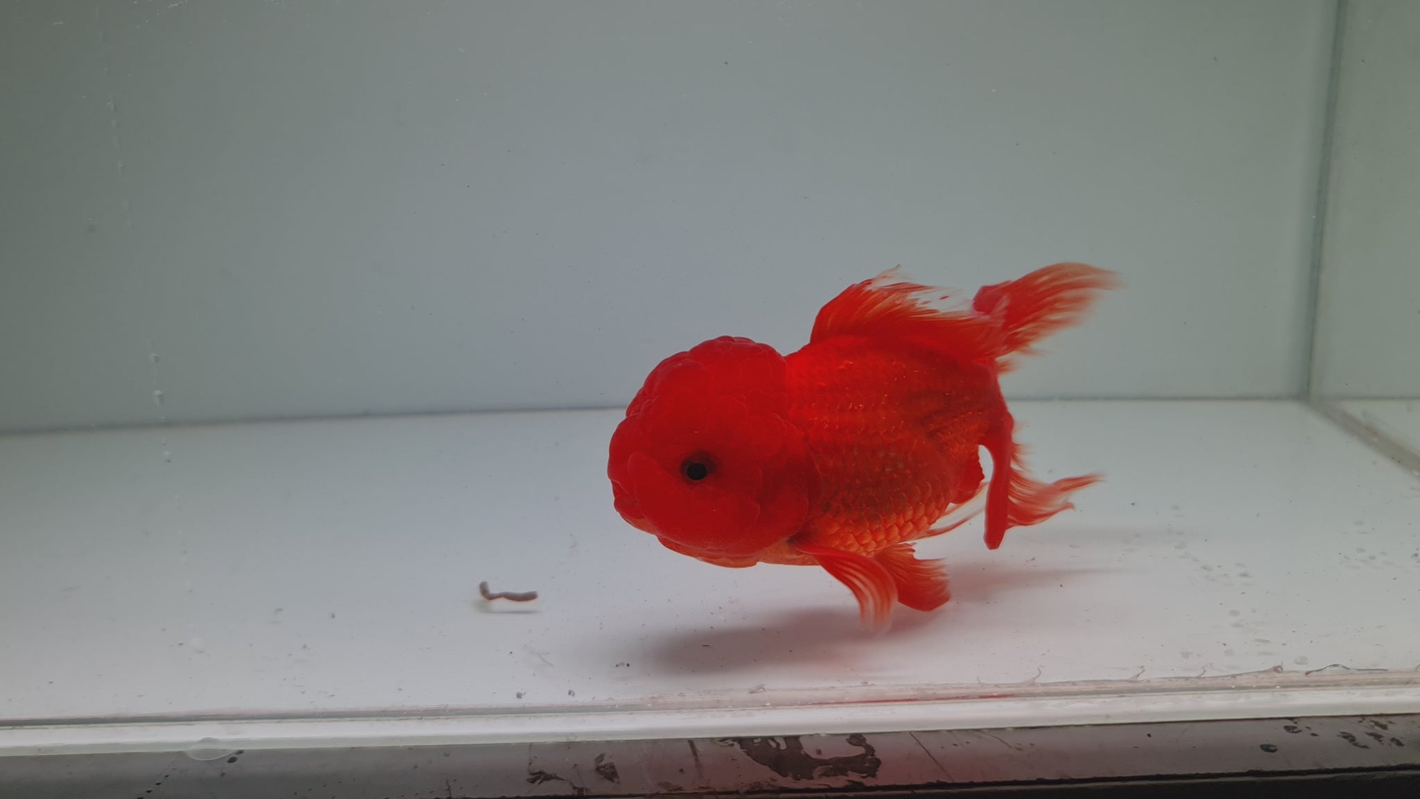 Red Oranda Fantail XL – Best4Pets