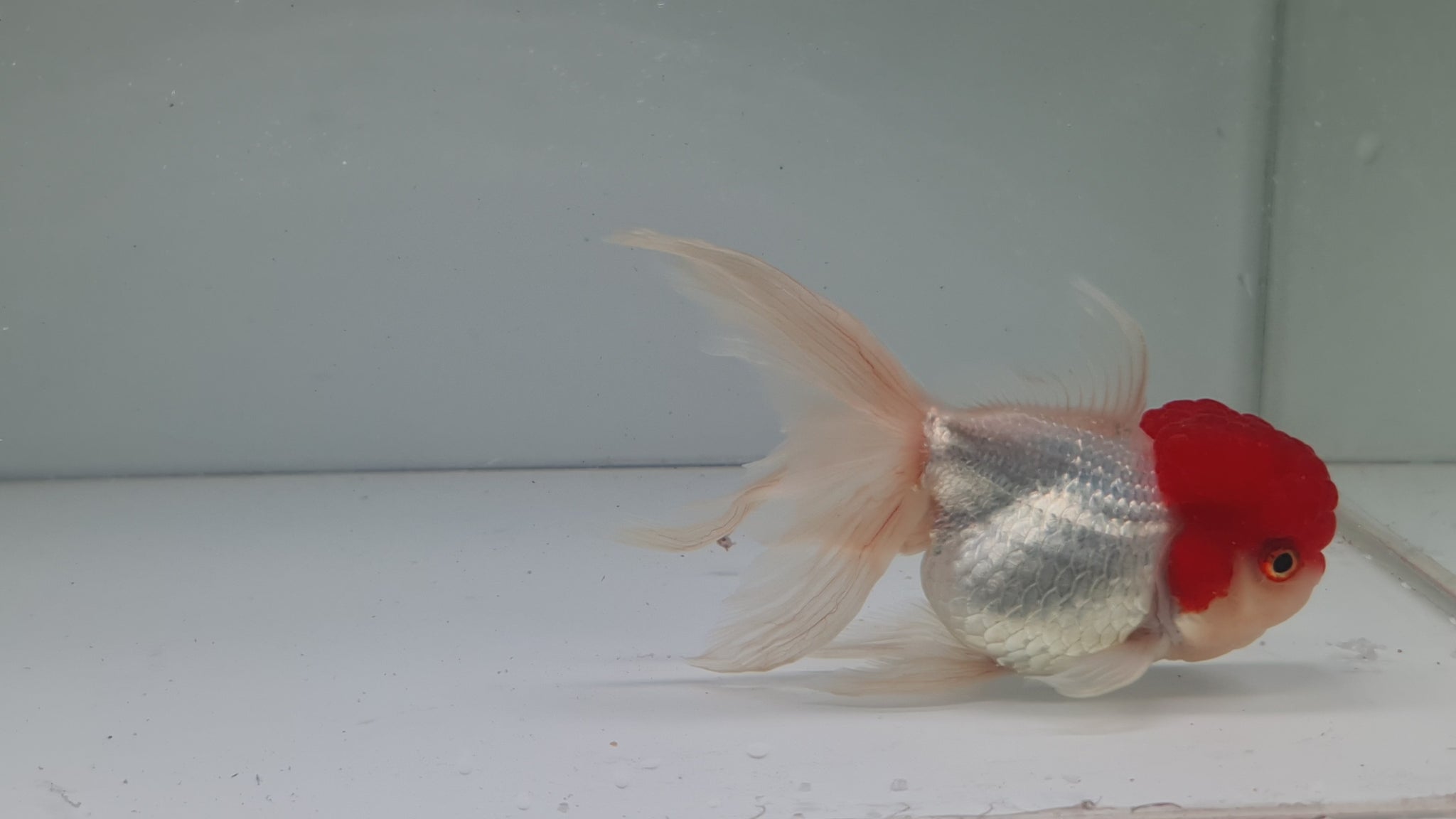 Red Cap Oranda Fantail XL – Best4Pets