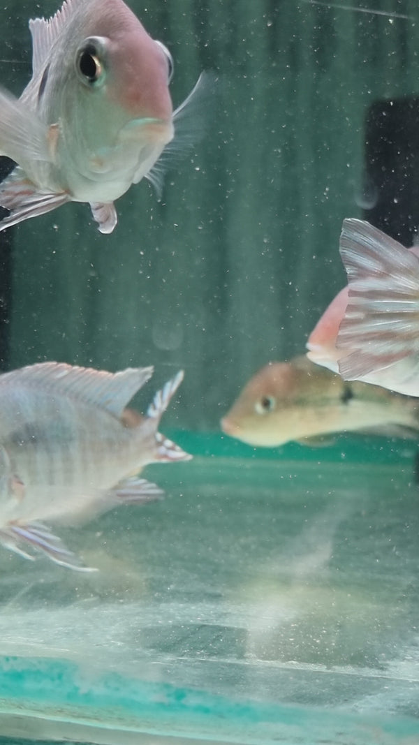 Geophagus Redhead Tapajos 4-4.5