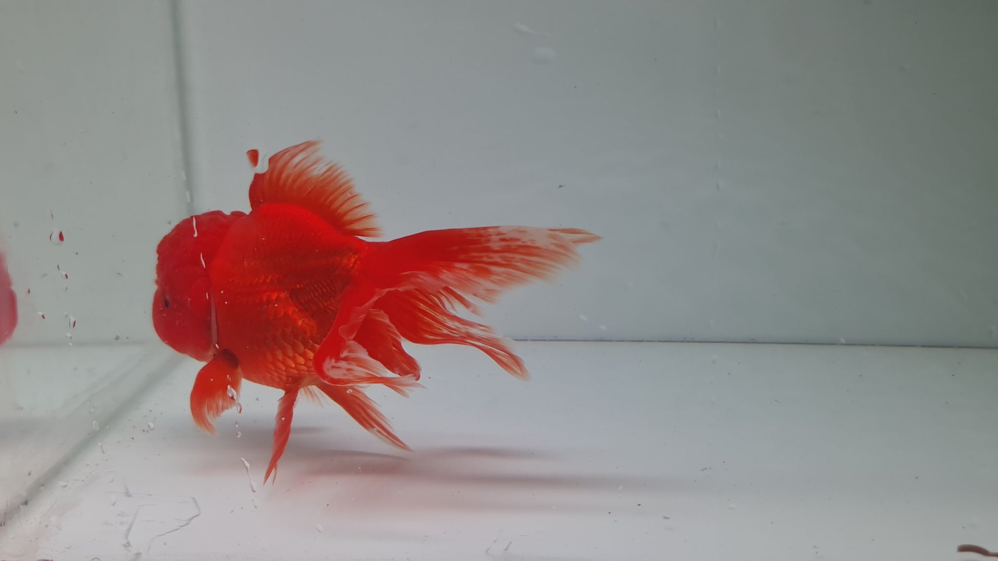 Red Oranda Fantail XL – Best4Pets