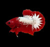 Red Head FCCP Star Betta (Pair)