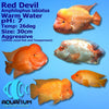 Red Devil Cichlid 4.5"