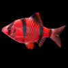 Red Tiger Barb (Pair)