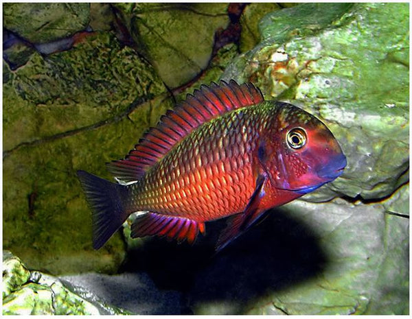 Tropheus 2024 cichlid care