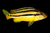 Auratus Cichlid