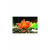 Oranda Gold fish Large, 5 inch"