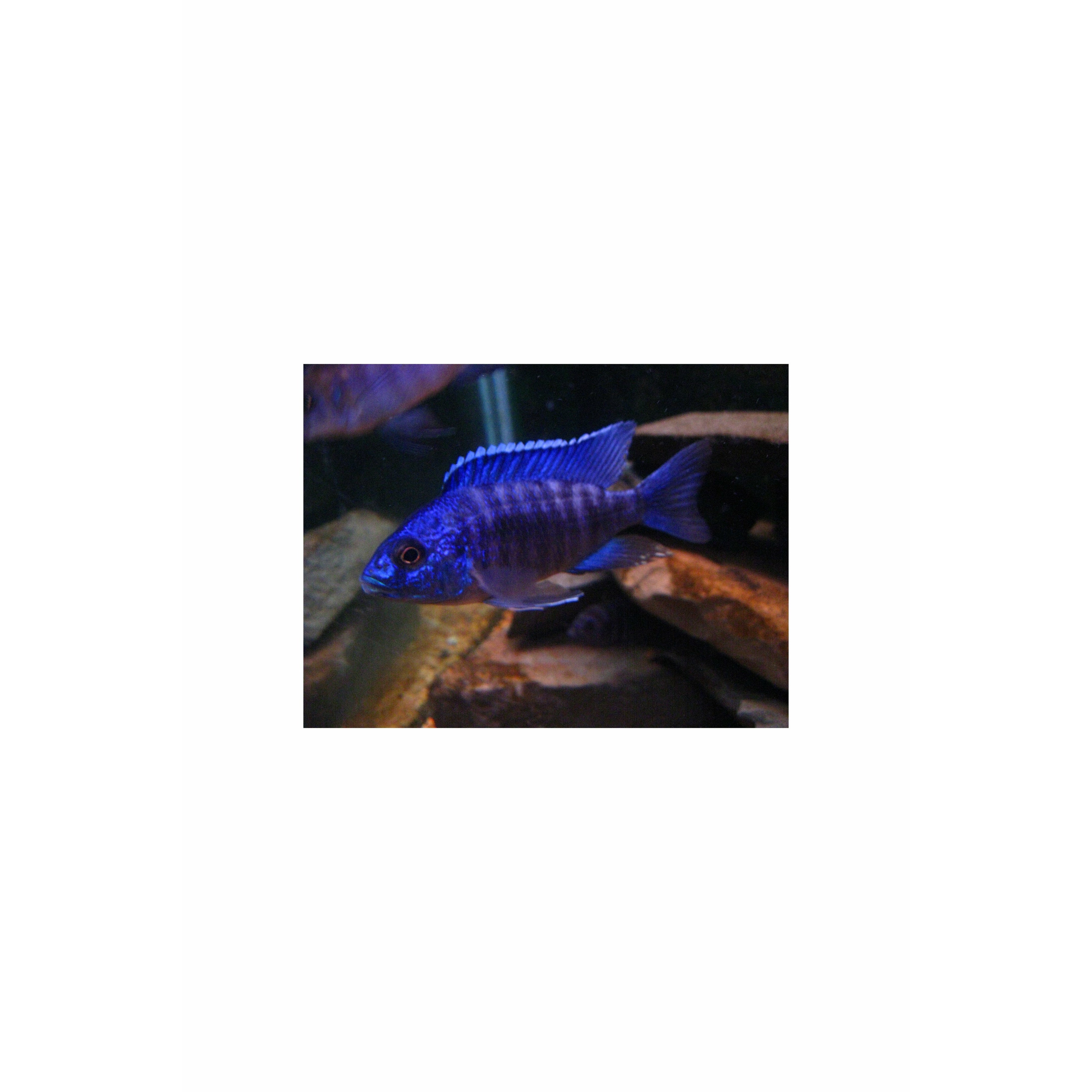 Blue Peacock Cichlid 4.5"