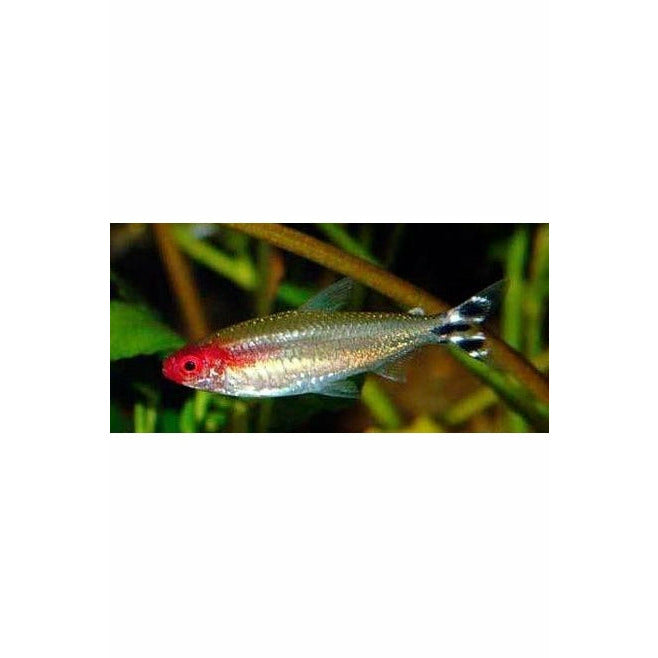 Rummynose Tetra