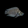 Altolamprologus Compressiceps Kabogo 2inch