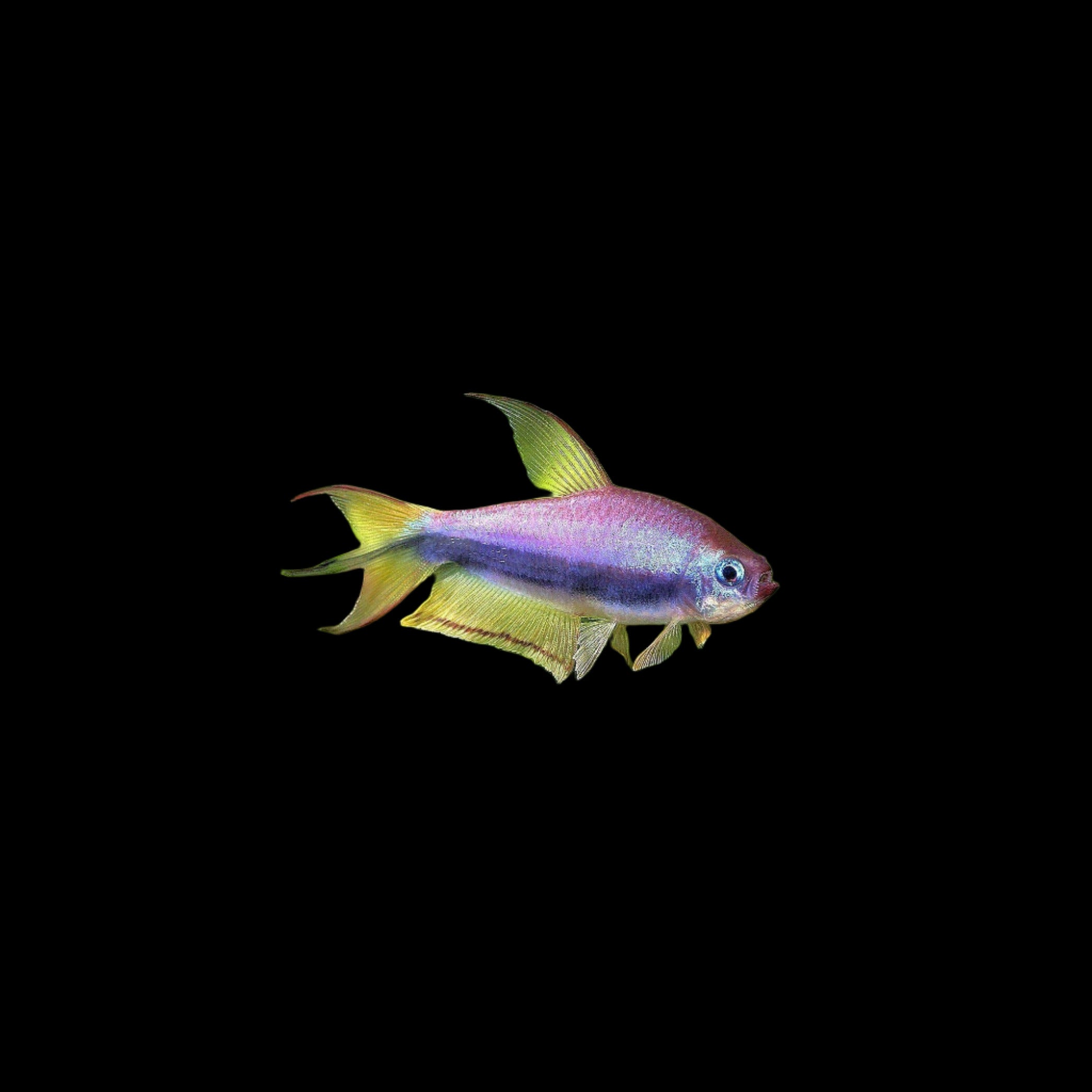 Blue Emperor Tetra