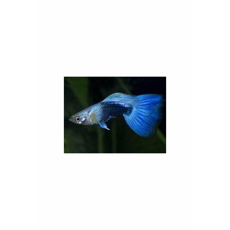 Blue Neon Guppy 2", Jumbo