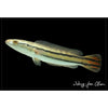 Channa diplogramma / Malabar Snakehead 4inch