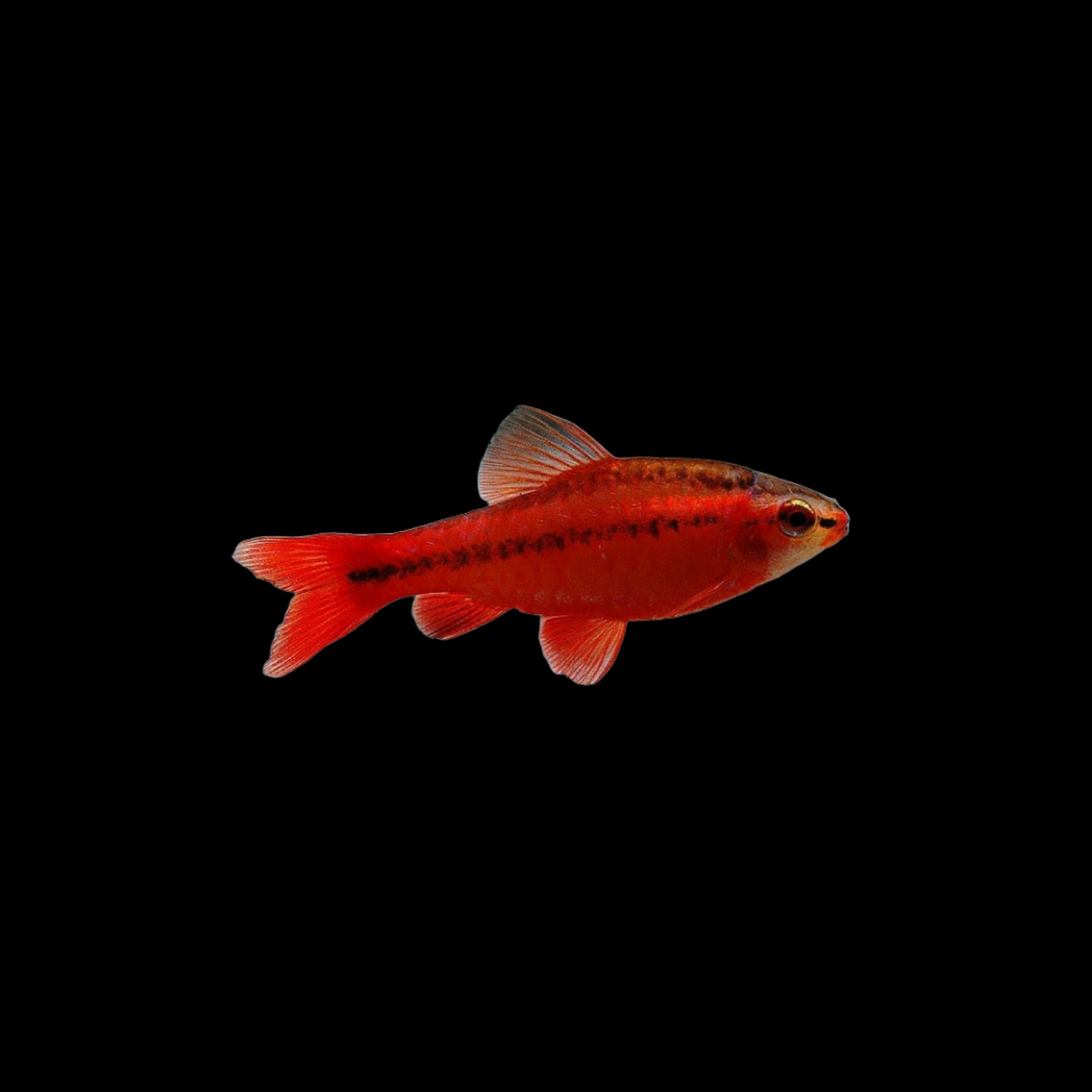 Cherry Barb