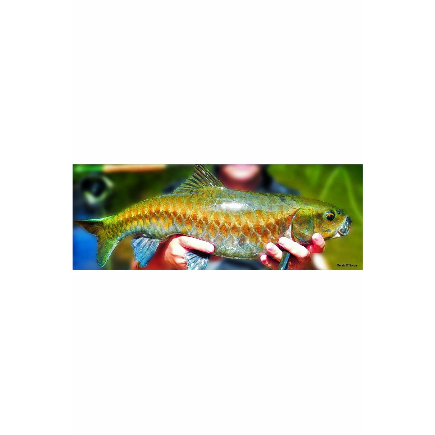 Fish | Buy Live Freshwater Fish Online– Tagged 