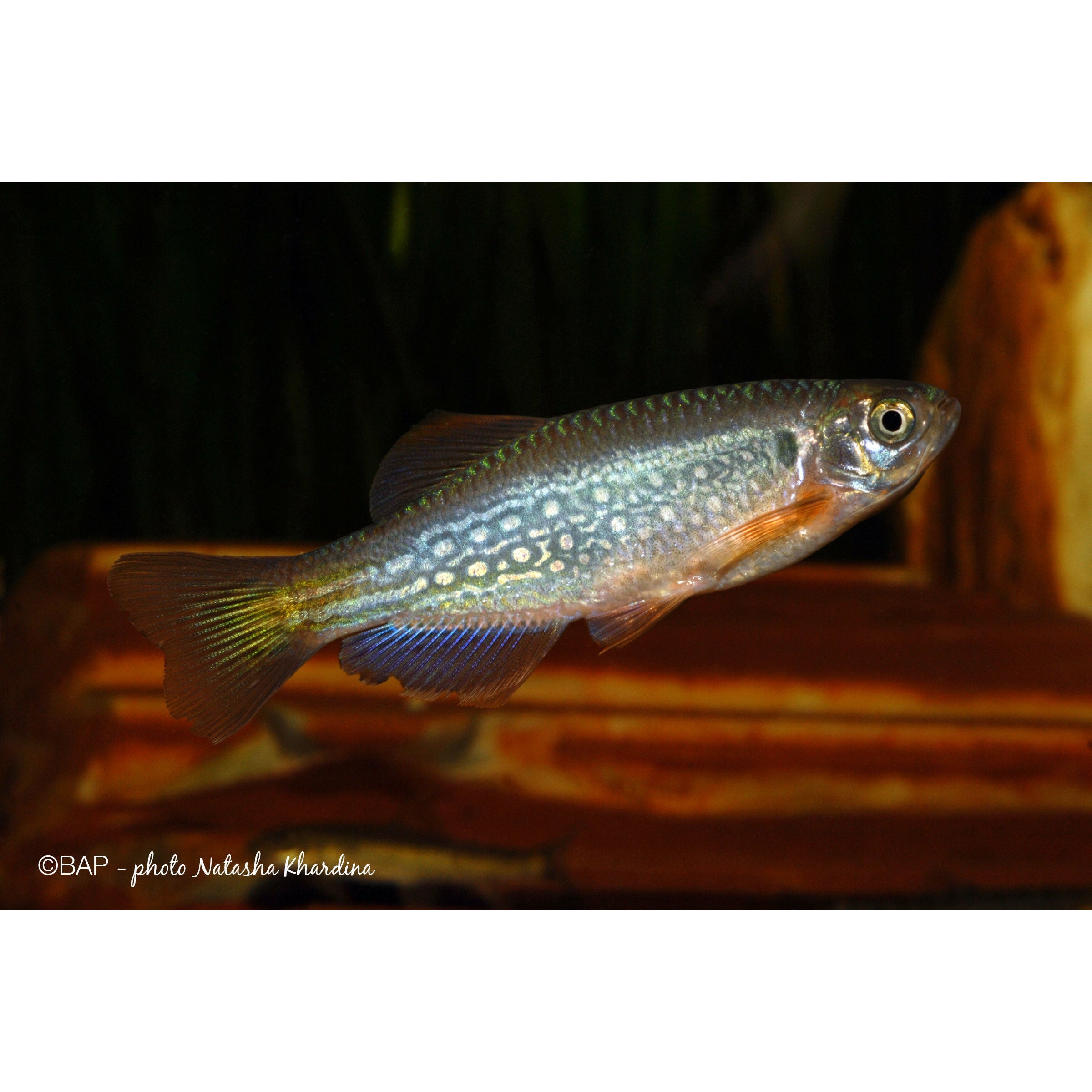 Gold Ring Danio 2"