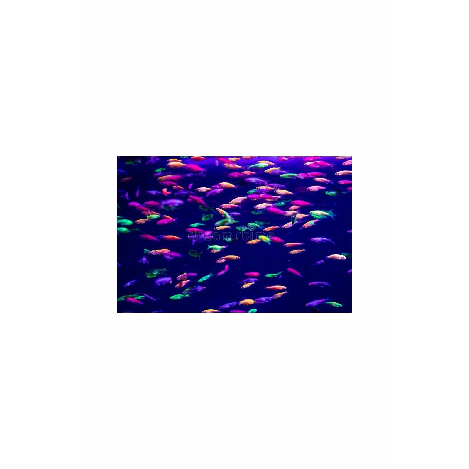 Glow Zebrafish