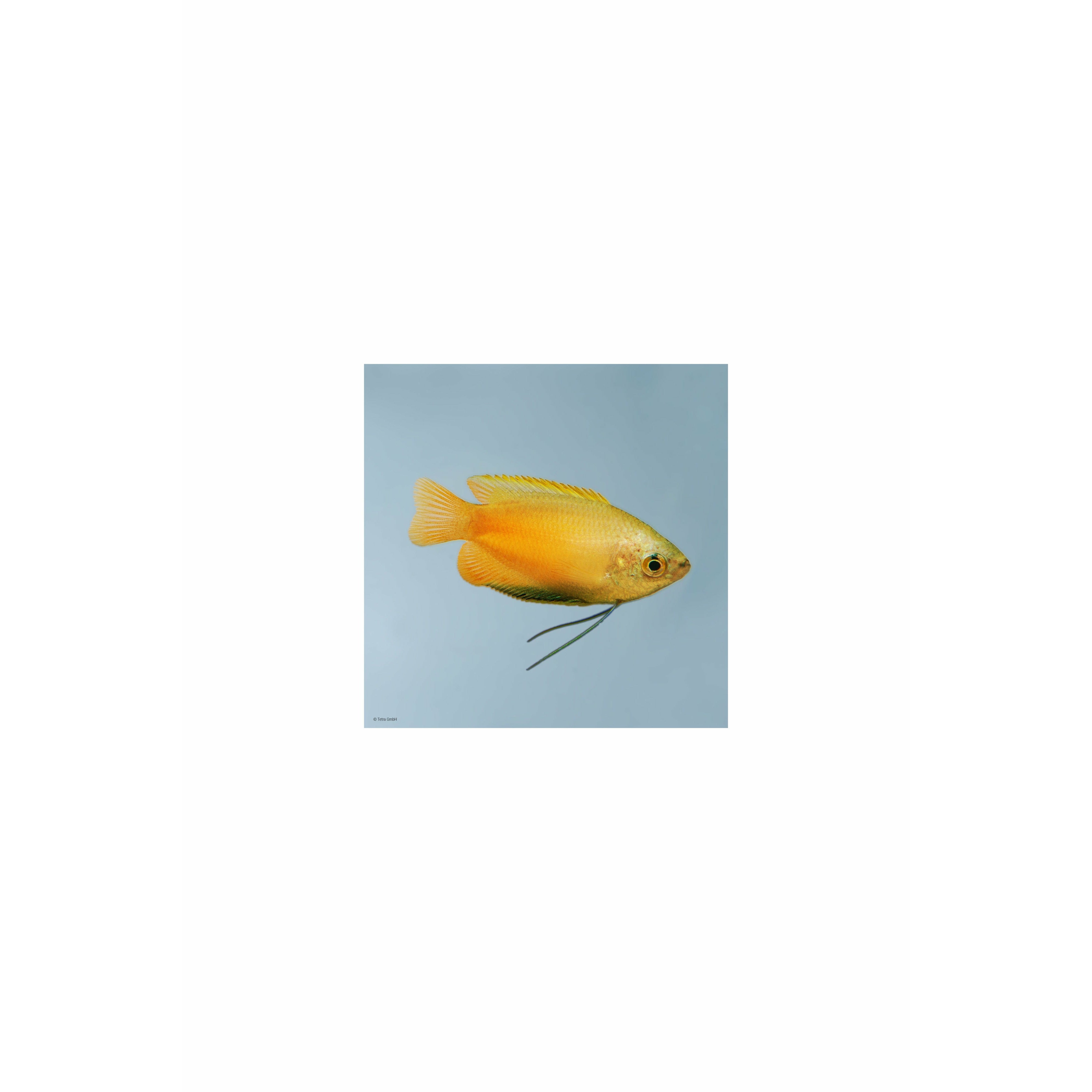 Golden Honey Gourami