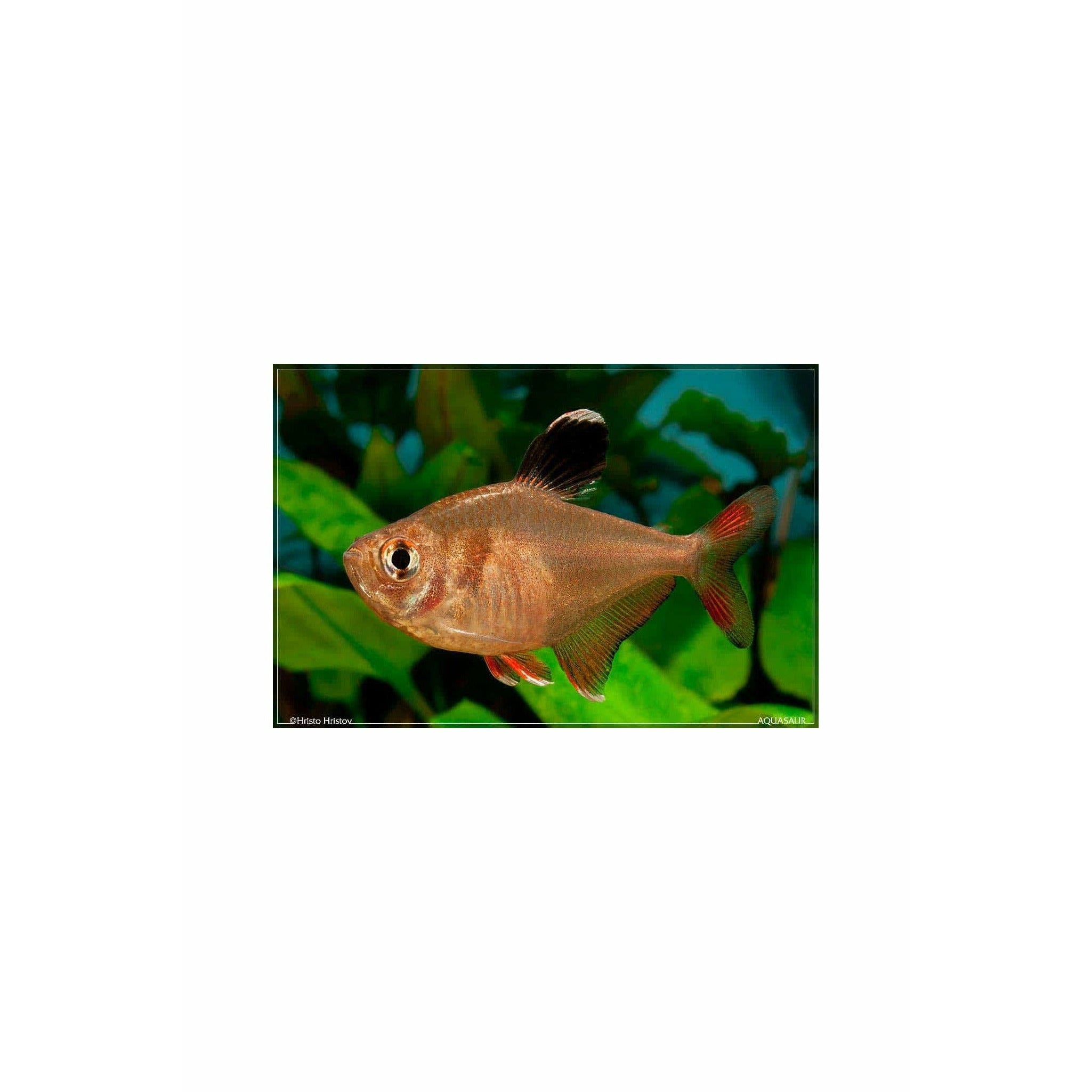 Rosy Tetra