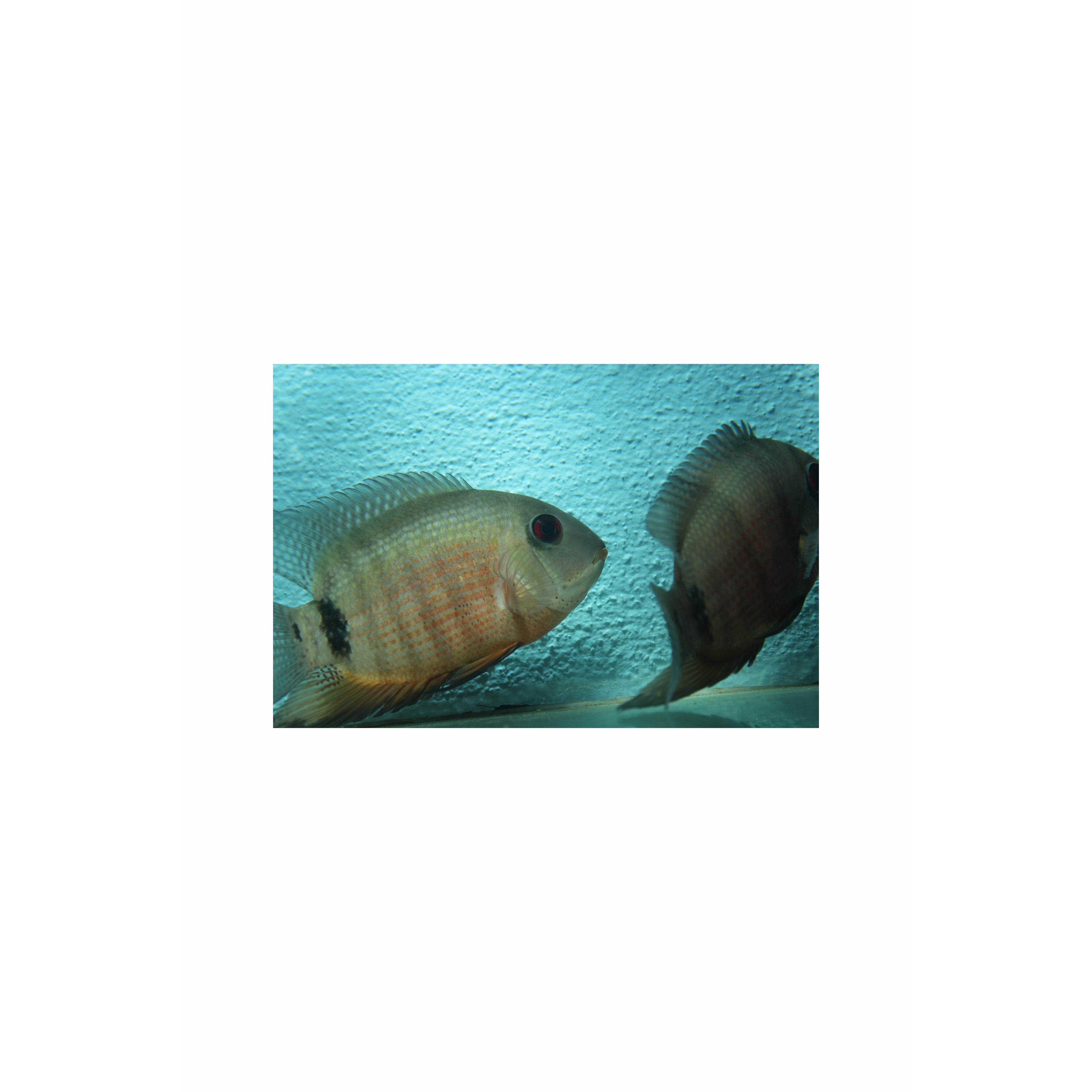 Premium Rare Heros liberifer / Red Mouthbrooder Severum XL