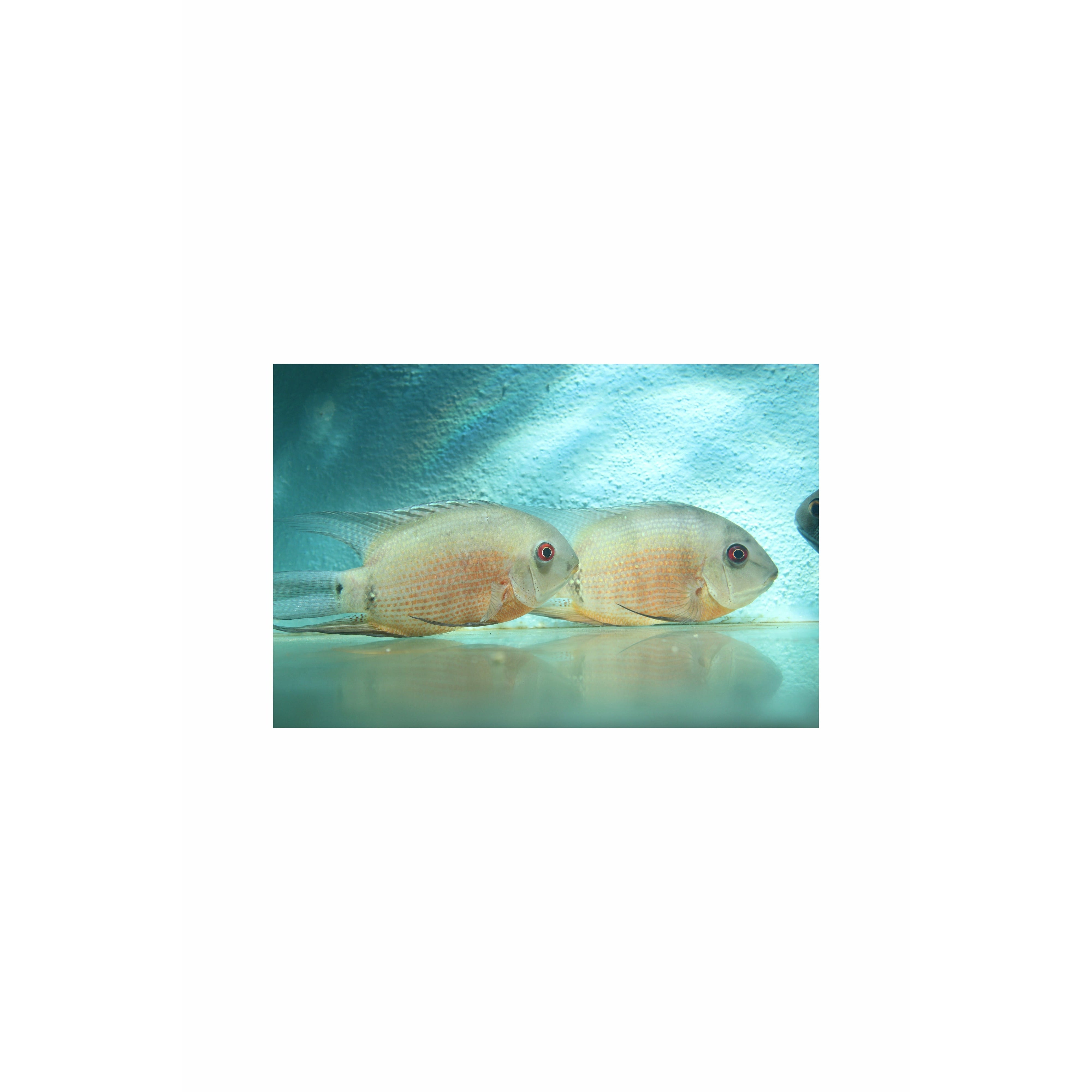 Premium Rare Heros liberifer / Red Mouthbrooder Severum XL