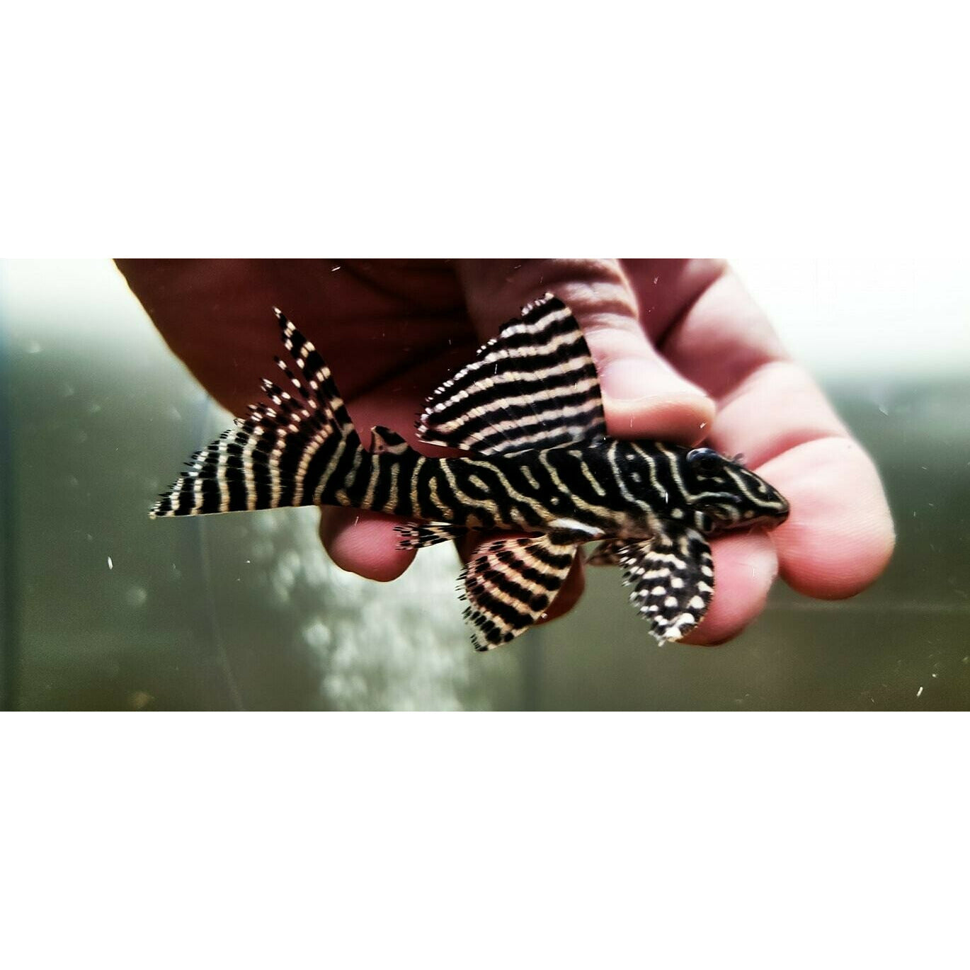 King Tiger Pleco, L333, 1inch - Best4Pets