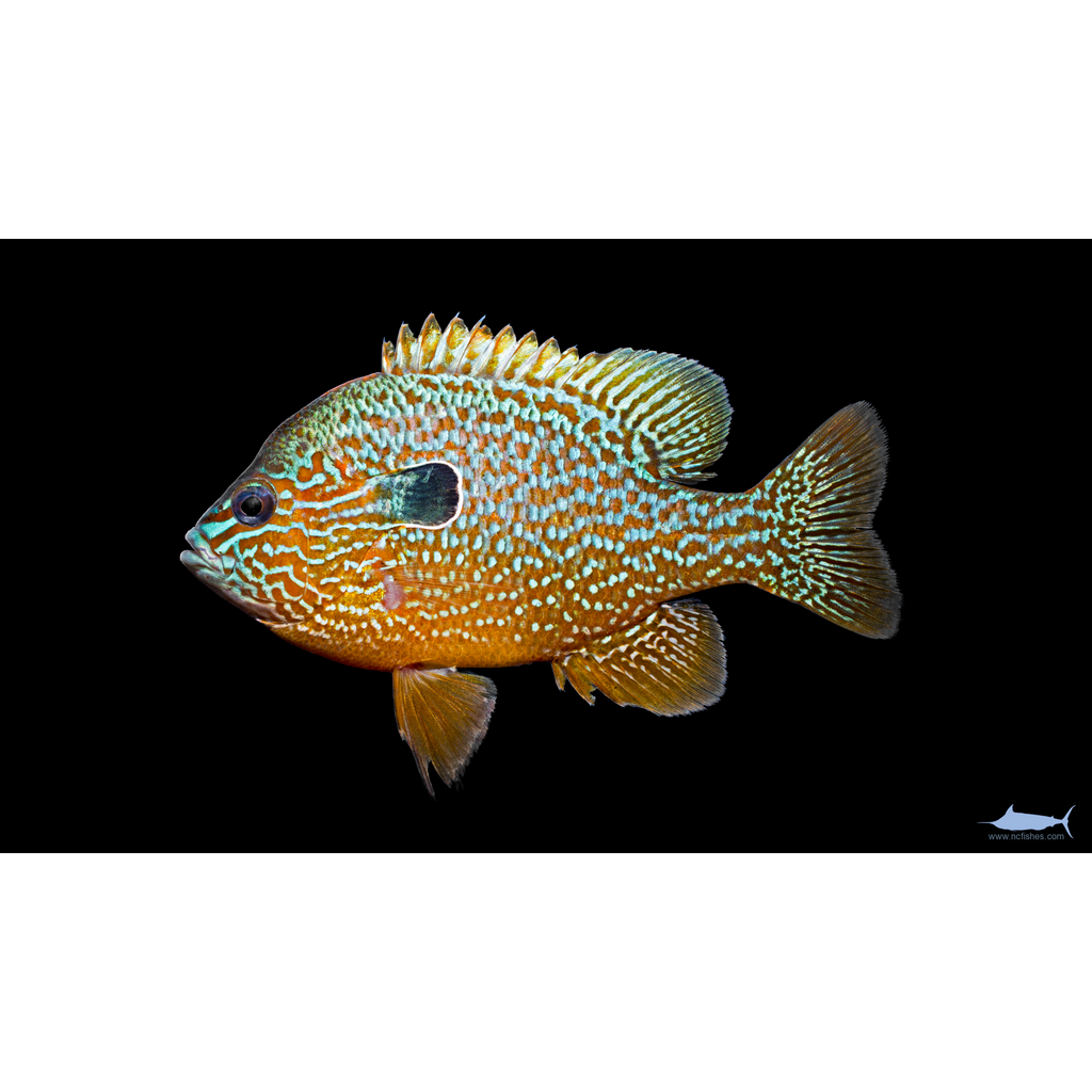 Longear Sunfish 1.5inch – Best4Pets